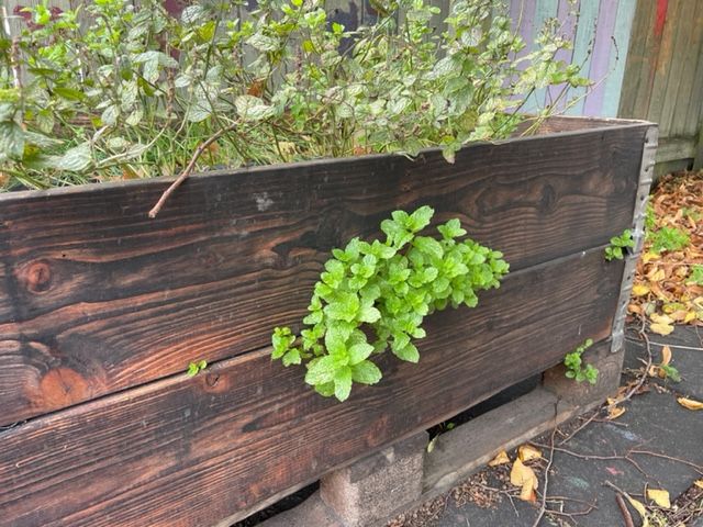 Plant Boxes from charred wood